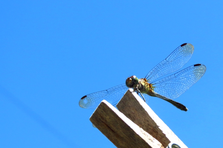 Jornalismo cultural x covid-19